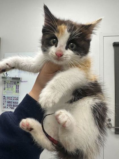 Shelter Stray Female Cat last seen N US 169 Hwy & NW Shoal Creek Pkwy, KCMO, 64155, 64155, MO, Kansas City, MO 64132