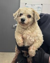 Shelter Stray Male Dog last seen Cleveland, OH 44109, Cleveland, OH 44102