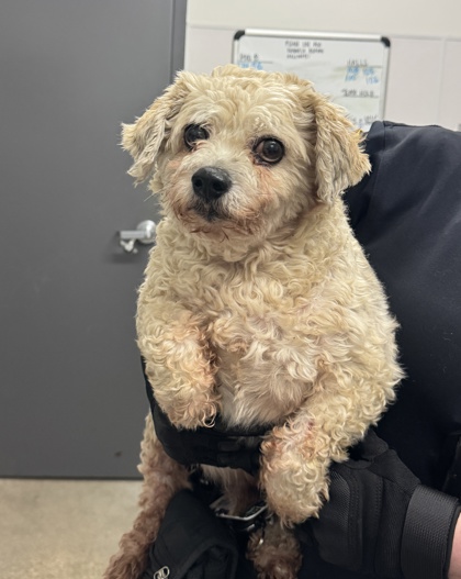 Shelter Stray Male Dog last seen Cleveland, OH 44109, Cleveland, OH 44102