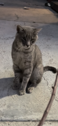 Lost Male Cat last seen Monroe ave., Romoland, CA 92585