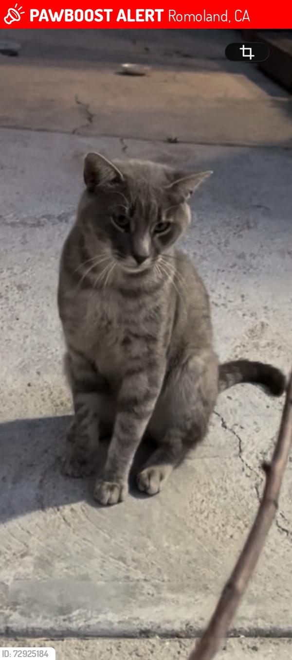 Lost Male Cat last seen Monroe ave., Romoland, CA 92585