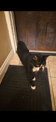 Lost Male Cat last seen 103rd St & Wilmington Ave , Los Angeles, CA 90002