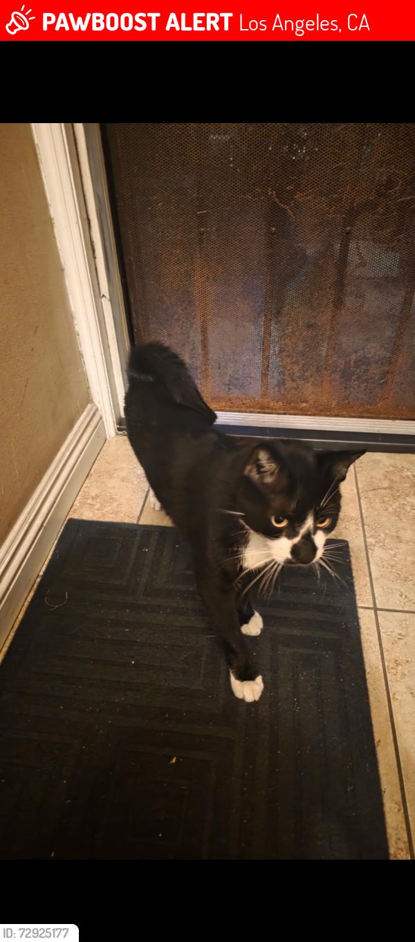 Lost Male Cat last seen 103rd St & Wilmington Ave , Los Angeles, CA 90002