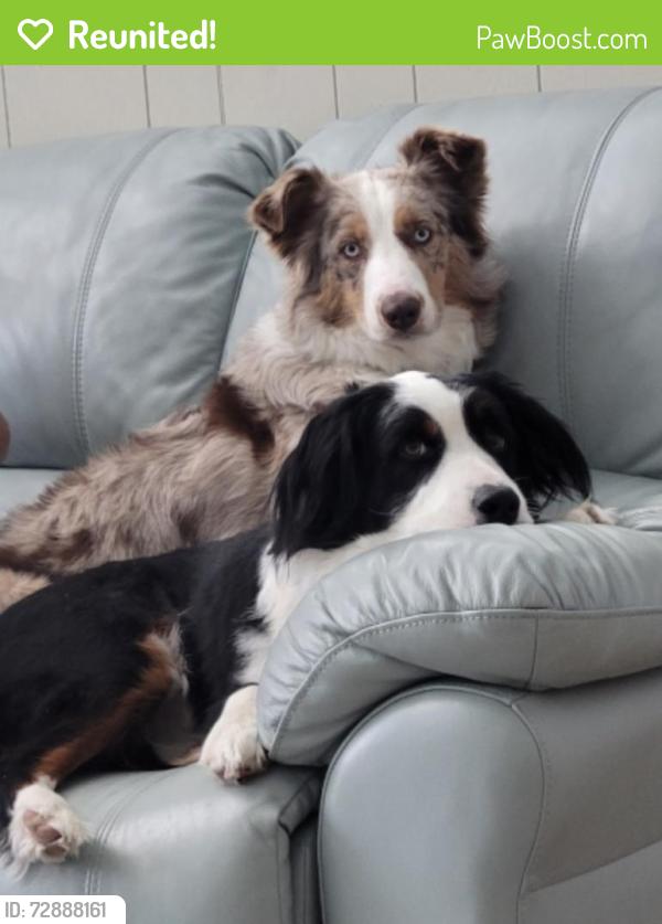 Reunited Male Dog last seen Near at the Harnett/Cumberland County line, Linden, NC 28356