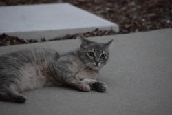 Reunited Female Cat last seen Bourdeaux Dr, Midvale, UT 84047