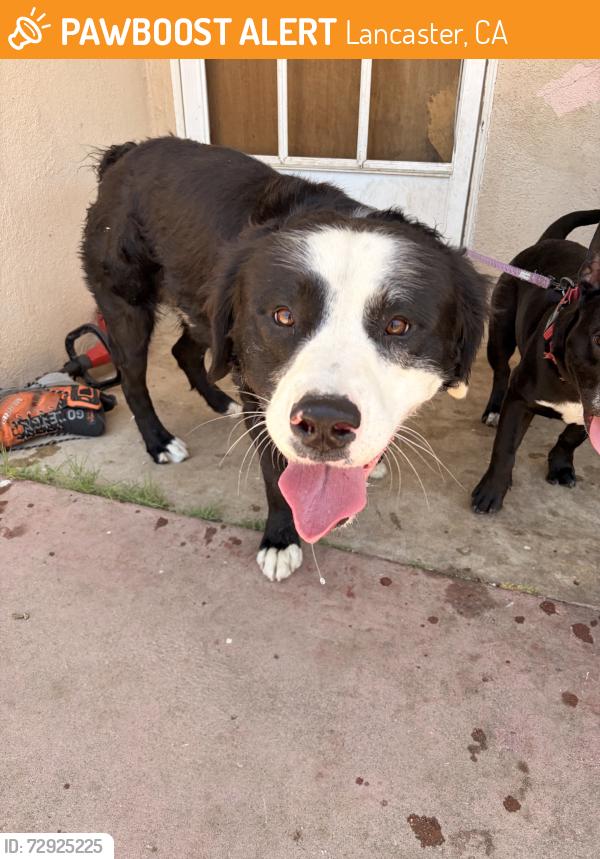 Found/Stray Male Dog last seen Came out of Subway dumpster, Lancaster, CA 93534
