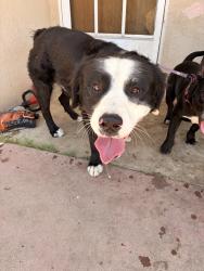 Found/Stray Male Dog last seen Came out of Subway dumpster, Lancaster, CA 93534
