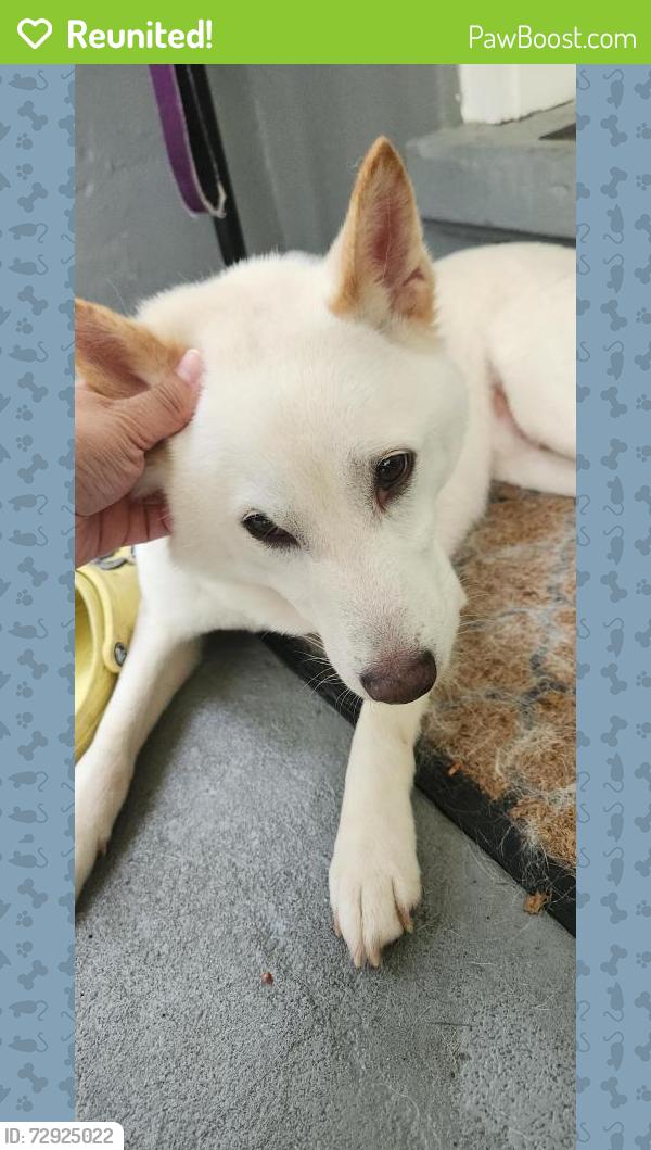 Reunited Male Dog last seen Mark St., Roxbury Township, NJ 07876
