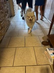 Reunited Unknown Dog last seen 59th and fortuna, Albuquerque, NM 87105