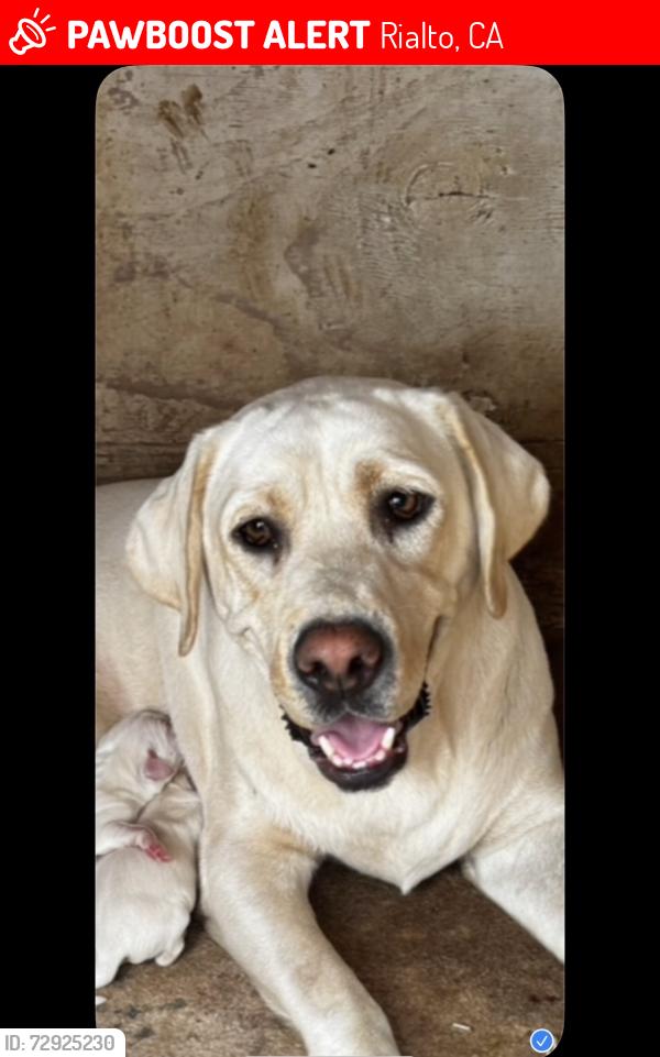 Lost Female Dog last seen Frisbee park Rialto ca , Rialto, CA 92376