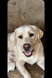 Lost Female Dog last seen Frisbee park Rialto ca , Rialto, CA 92376