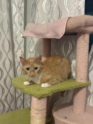 Reunited Female Cat last seen E park row, Arlington, TX 76010