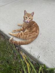 Found/Stray Female Cat last seen 20th and Grange, Milwaukee, WI 53221