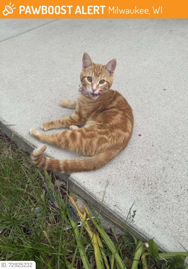 Found/Stray Female Cat last seen 20th and Grange, Milwaukee, WI 53221