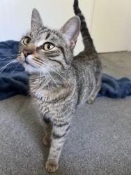 Found/Stray Female Cat last seen Westray and Colonsay Way by Cochran Park, Vineyard, CA 95829