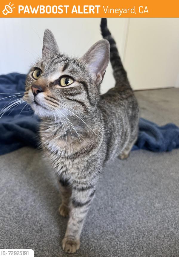 Found/Stray Female Cat last seen Westray and Colonsay Way by Cochran Park, Vineyard, CA 95829