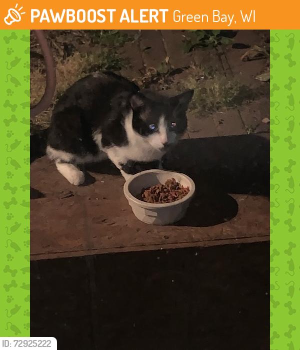 Found/Stray Unknown Cat last seen Auburn and Clay in Allouez wos, Green Bay, WI 54301