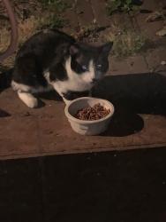 Found/Stray Unknown Cat last seen Auburn and Clay in Allouez wos, Green Bay, WI 54301