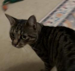 Lost Female Cat last seen Castlefield, Preston, England SG4