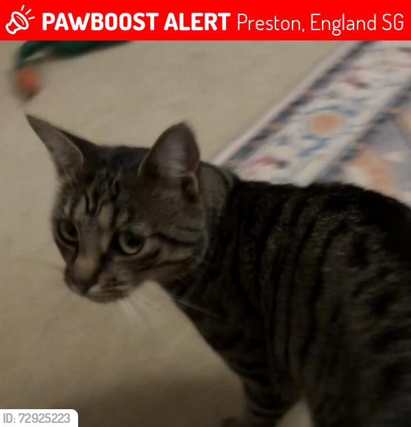 Lost Female Cat last seen Castlefield, Preston, England SG4