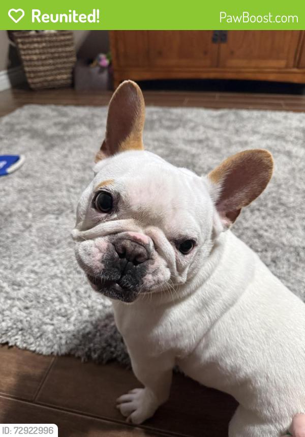 Reunited Female Dog last seen Limonite/Hamnee, Eastvale, CA 92880