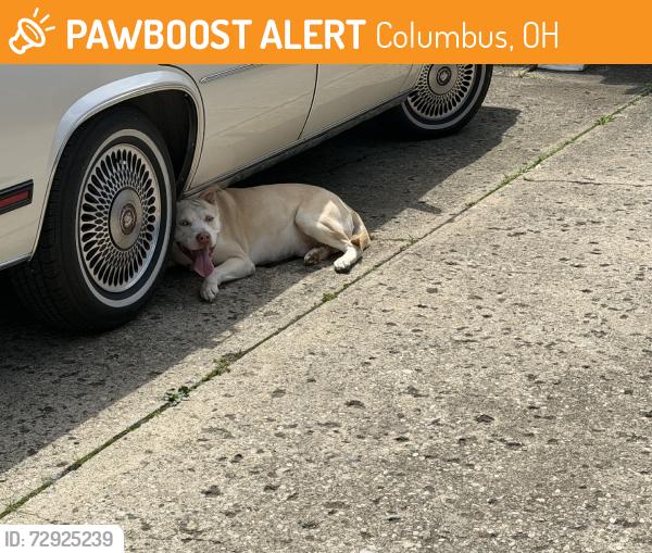 Found/Stray Male Other last seen Lockoune rd, Columbus, OH 43206