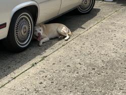 Found/Stray Male Other last seen Lockoune rd, Columbus, OH 43206