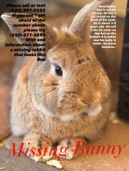 Lost Male Rabbit last seen Speedway , Tucson, AZ 85715