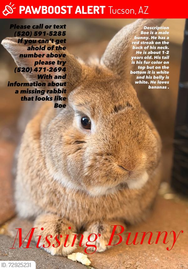 Lost Male Rabbit last seen Speedway , Tucson, AZ 85715