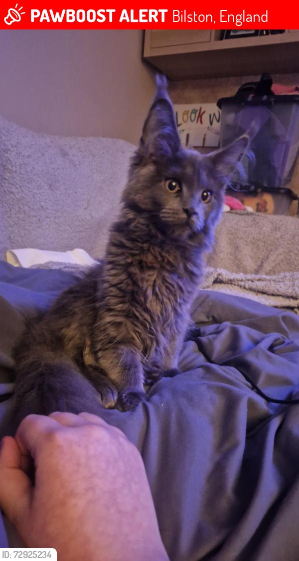 Lost Female Cat last seen Coseley cricket pitch, Bilston, England 