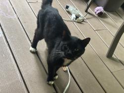 Found/Stray Male Cat last seen Near carters lake, Chatsworth, GA 30705