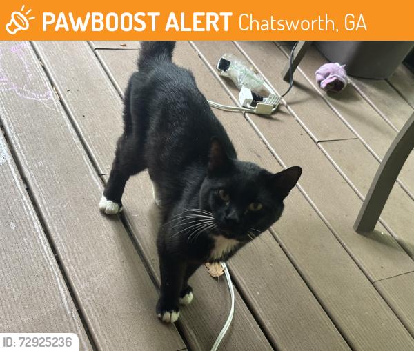 Found/Stray Male Cat last seen Near carters lake, Chatsworth, GA 30705