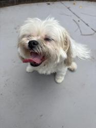 Reunited Female Dog last seen Near wescott, walking towards village club at wescott , Summerville, SC 29485