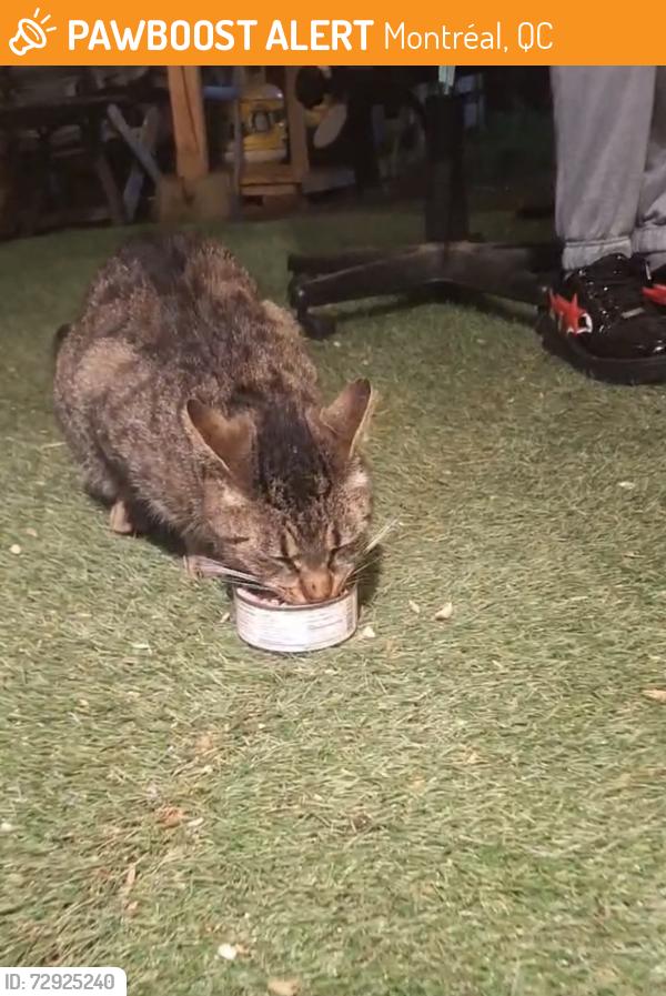 Found/Stray Unknown Cat last seen backyards and sidewalks on rue de champlain , Montréal, QC 