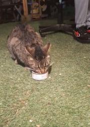 Found/Stray Unknown Cat last seen backyards and sidewalks on rue de champlain , Montréal, QC 