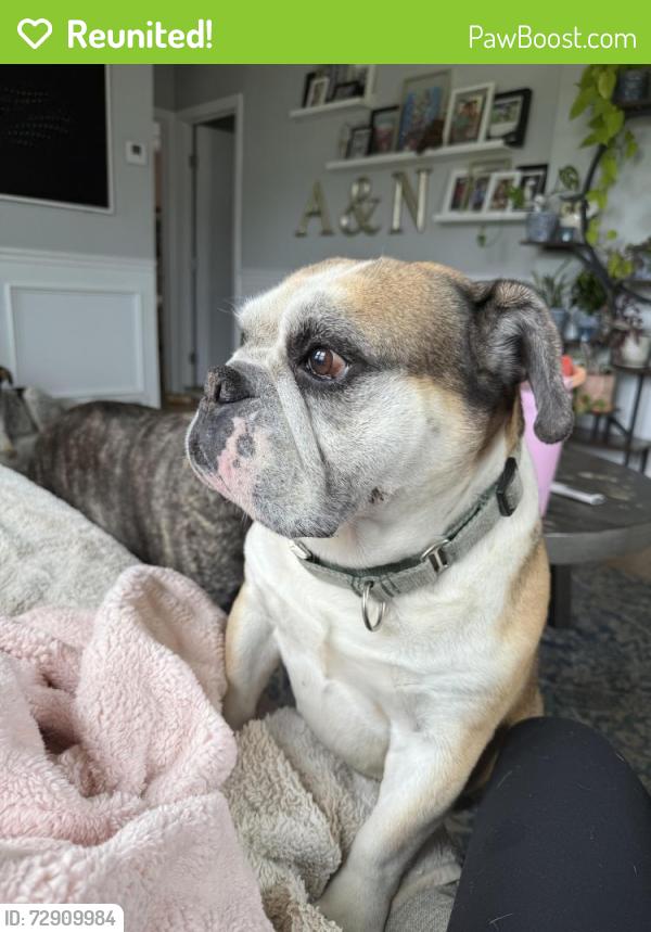 Reunited Male Dog last seen Spruce Ave, Bethpage, NY 11714