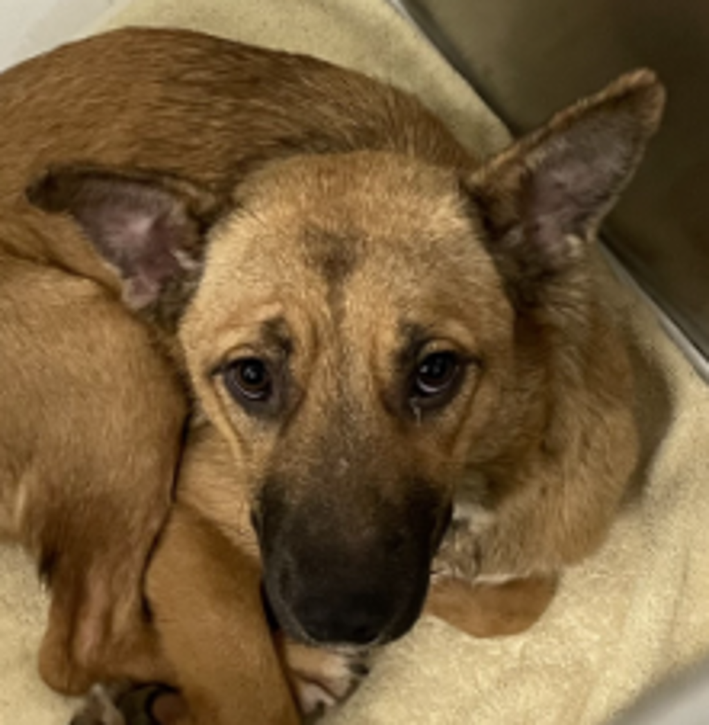Shelter Stray Female Dog last seen found in mexico, Tijuana, BC, 21200, Mexico, El Cajon, CA 92020