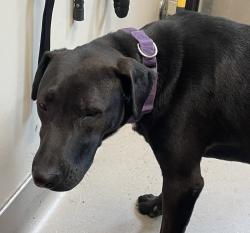 Shelter Stray Female Dog last seen found in mexico, Tijuana, BC, 21200, Mexico, El Cajon, CA 92020