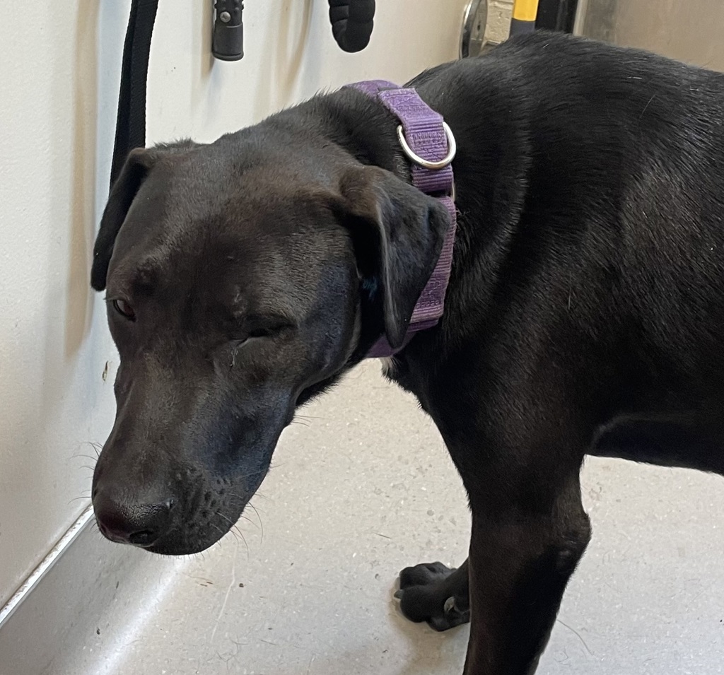 Shelter Stray Female Dog last seen found in mexico, Tijuana, BC, 21200, Mexico, El Cajon, CA 92020