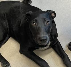 Shelter Stray Male Dog last seen found in mexico, Tijuana, BC, 21200, Mexico, El Cajon, CA 92020
