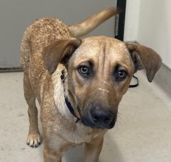 Shelter Stray Female Dog last seen found in mexico, Tijuana, BC, 21200, Mexico, El Cajon, CA 92020
