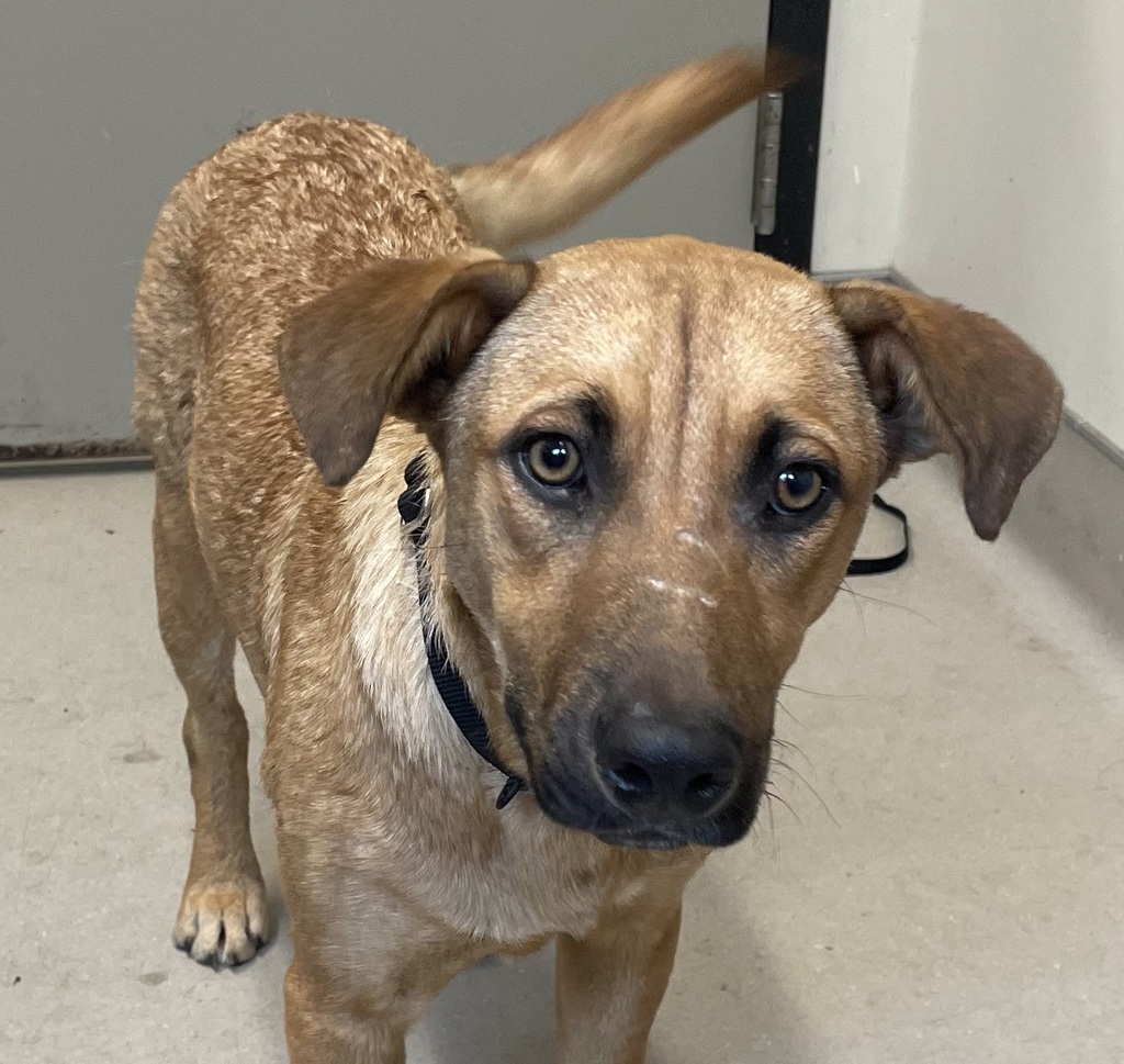 Shelter Stray Female Dog last seen found in mexico, Tijuana, BC, 21200, Mexico, El Cajon, CA 92020