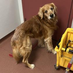 Shelter Stray Male Dog last seen Near Wicks Boulevard, SAN LEANDRO, CA, 94578, Oakland, CA 94621