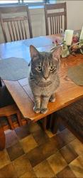 Lost Male Cat last seen Marshall Road , East Brandywine Township, PA 19335
