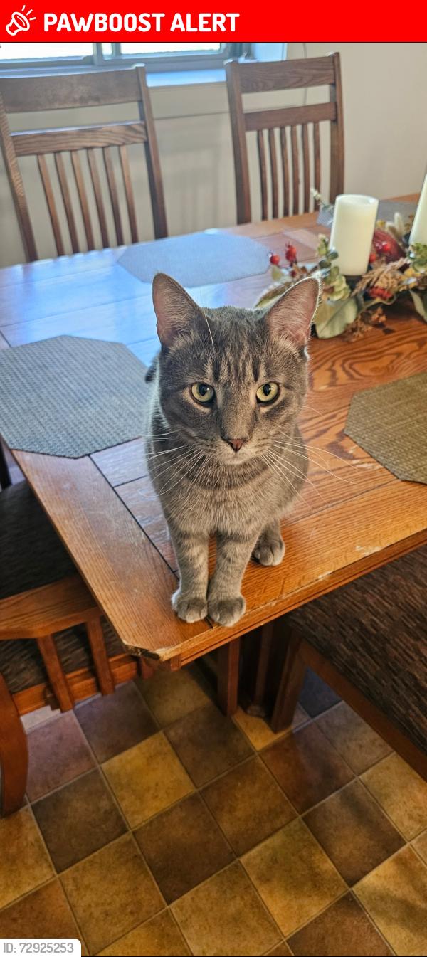 Lost Male Cat last seen Marshall Road , East Brandywine Township, PA 19335