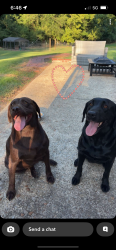 Lost Female Dog last seen Near Ussery rd S, Clarksville, TN 37040
