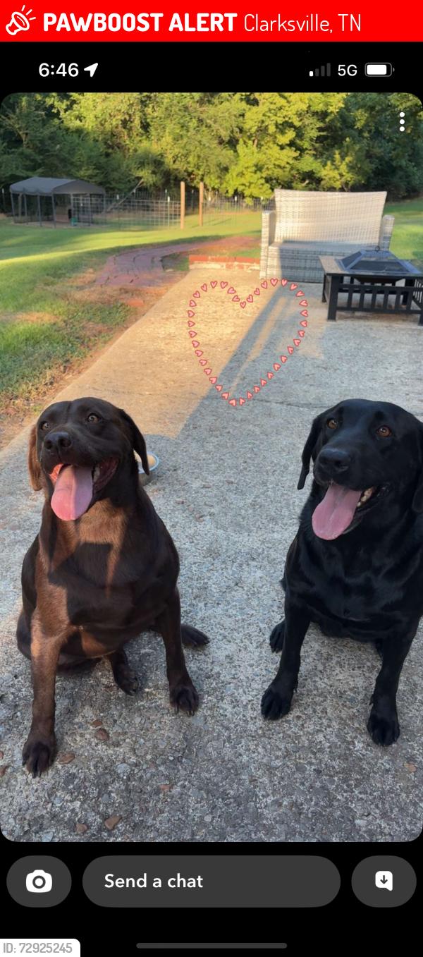 Lost Female Dog last seen Near Ussery rd S, Clarksville, TN 37040