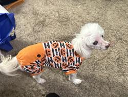 Lost Male Dog last seen Jordan hill elementary , Griffin, GA 30223