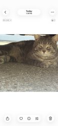 Found/Stray Unknown Cat last seen Wye road and RR 225, Strathcona County, AB 