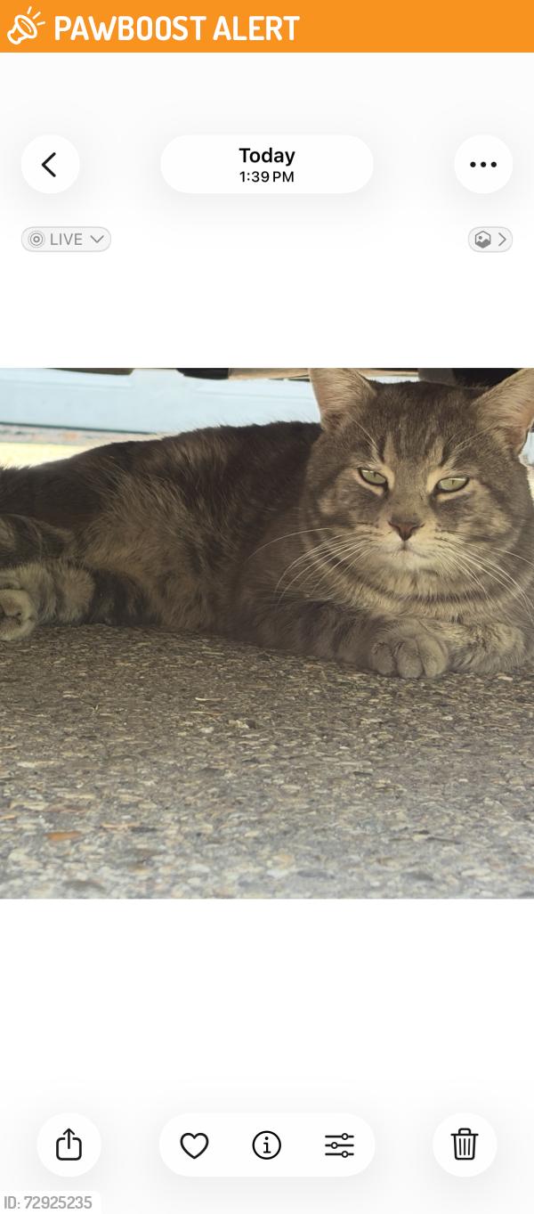 Found/Stray Unknown Cat last seen Wye road and RR 225, Strathcona County, AB 